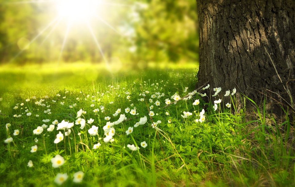 A picture of a beautiful spring day with green grass, new flowers and sunshine.