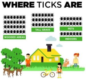 where-ticks-are